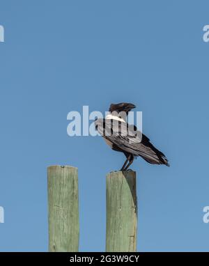 Pied Krähe, Corvus albus, auf einem Holzpfahl im Etosha National Park, Namibia Stockfoto