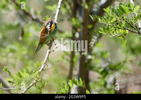 Europäischer Bienenfresser (Merops apiaster) ein farbenfroher Vogel sitzt in einem Baum mit erfasster Libelle im Schnabel. Stockfoto