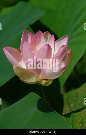 Indischer lotus Stockfoto