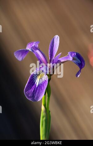 Wunderschöne violette Wassereiris einzelne Blume Nahaufnahme wächst im Gartenteich Stockfoto