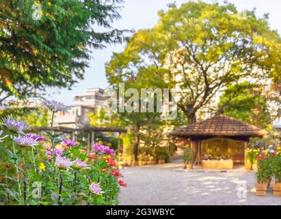 tokio, japan - november 13 2020: Das japanische Edo Chrysanthemum morifolium blüht in den Mukojima-Hyakkaen-Gärten von higashi-mukojima mit einer Azumaya RE Stockfoto