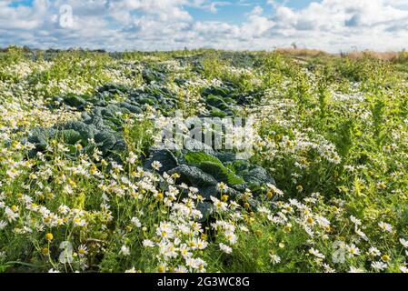 Margeriten im savoy-Feld auf der Insel Fehmarn Stockfoto