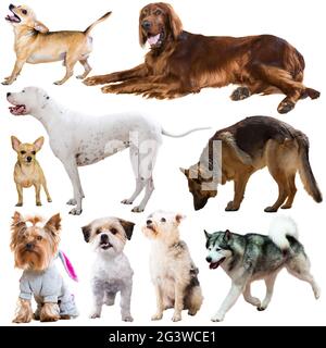 Große Gruppe von Hunden auf weißem Hintergrund isoliert Stockfoto
