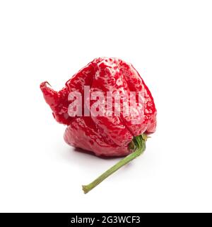 Carolina Reaper, der heißeste chilli Capsicum chinense, ganze reife Hülse, isoliert auf weißem Hintergrund. Superheiß oder extrem Stockfoto