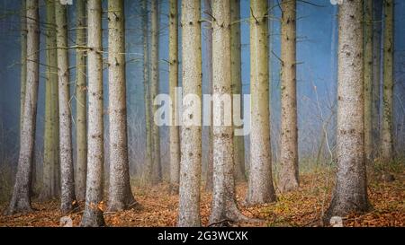 Baumstämme von Tannenbäumen im Wald an einem nebligen Tag im Winter Stockfoto