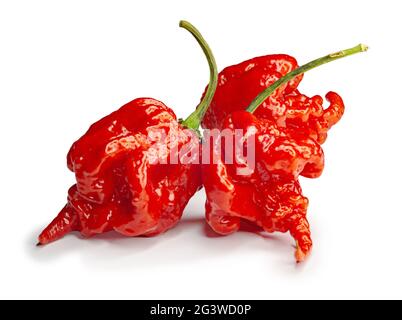 Carolina Reaper, der heißeste chilli Capsicum chinense, ganze reife Hülse, isoliert auf weißem Hintergrund. Superheiß oder extrem Stockfoto