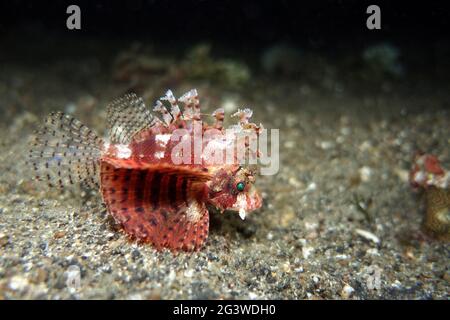 Shortfin-Turkeyfish, kurzstacheliger Schmetterlingsfisch, kurzstacheliger Scorpionfisch Stockfoto