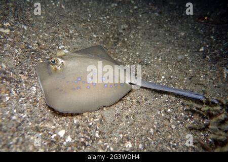 Bluespotted Stingray, Bluespotted Maskray Stockfoto