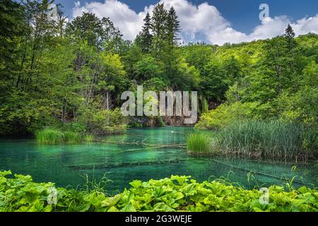 Grüne Pflanzen und türkisfarbener See vor Wasserfällen und üppigem Wald in den Plitvicer Seen Stockfoto