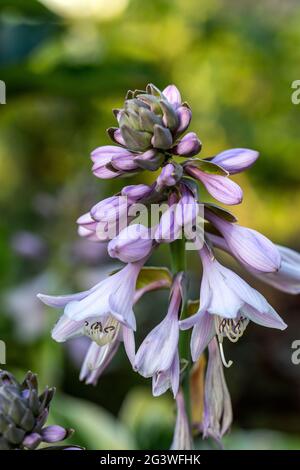 Die Hosta lanceolata blüht im Sommer im Garten Stockfoto