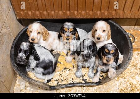 Kleiner reinrassiger englischer Cocker Spaniel Welpe Stockfoto