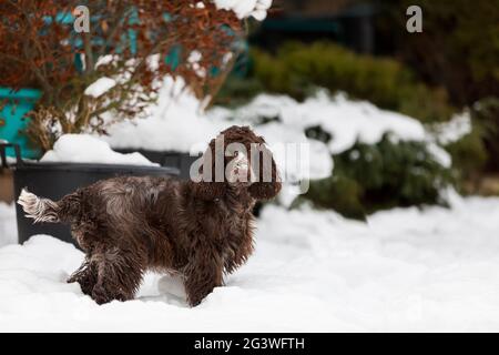 Englisch Cocker Spaniel Hund im Schnee Winter Stockfoto