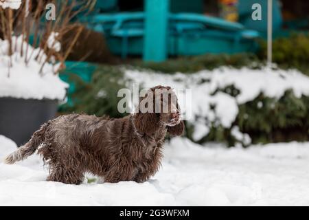 Englisch Cocker Spaniel Hund im Schnee Winter Stockfoto