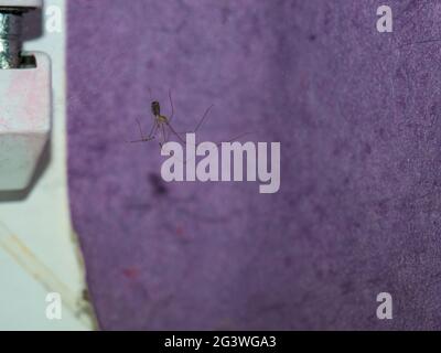 Pholcus phalangioides - allgemein bekannt als Dapdy langbeinige Spinne oder langbeinige Kellerspinne in einem Spinnennetz in der Ecke Stockfoto