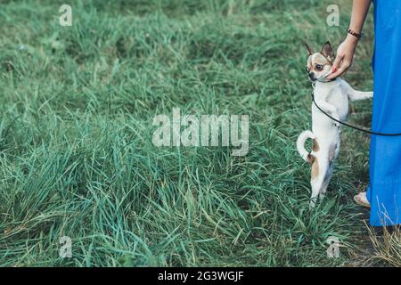 Weibliche Hand umarmt ein Chihuahua-Gesicht. Lustige weiße kleine Hund. Mädchen läuft mit einem chihua hua Hund auf dem grünen Gras im Park. Stockfoto