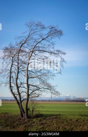 Erle am Ufer der wulka im Hintergrund Schneeberg in Österreich Stockfoto