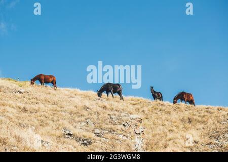 Pferde und Fohlen grasen auf einem sonnenbeschienenen Berg. Herbstweide von Pferden in den Bergen. Pferdeherde im Reservat in der CAU Stockfoto