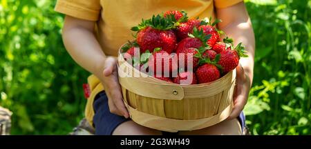 Erdbeeren in einem Korb im Garten auf dem Bauernhof. Natur. Selektiver Fokus. Stockfoto