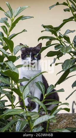 Erstaunt sieht die Katze mit offenem Mund hinter der Kirschbaumhecke überrascht aus Stockfoto