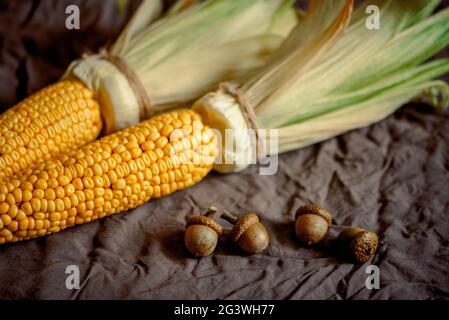 Reife junge Maiskolben mit Blättern auf schwarzem Hintergrund. Stockfoto