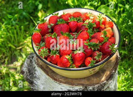 Ein Teller mit reifen saftigen Erdbeeren. Teller mit frisch gepflückten Erdbeeren, Erntebeeren, gesunde Ernährung, Bio-Lebensmittel. Selektiver Fokus Stockfoto