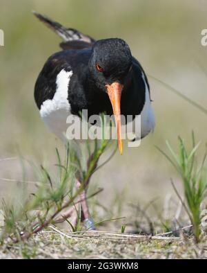 Helgoland, Deutschland. Juni 2021. Auf der Düne der vorgelagerten Insel Helgoland wird ein Austernfischer gefangen. Kredit: Marcus Brandt/dpa/Alamy Live Nachrichten Stockfoto