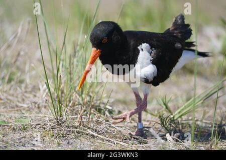 Helgoland, Deutschland. Juni 2021. Auf der Düne der vorgelagerten Insel Helgoland wird ein Austernfischer gefangen. Kredit: Marcus Brandt/dpa/Alamy Live Nachrichten Stockfoto