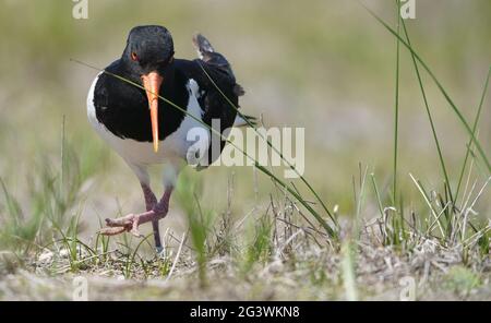 Helgoland, Deutschland. Juni 2021. Auf der Düne der vorgelagerten Insel Helgoland wird ein Austernfischer gefangen. Kredit: Marcus Brandt/dpa/Alamy Live Nachrichten Stockfoto