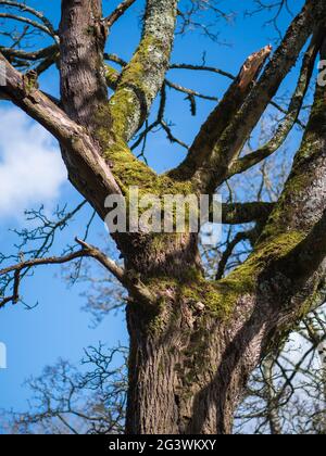 Foto eines Baumstammes, der teilweise mit grünem Moos bedeckt ist Stockfoto