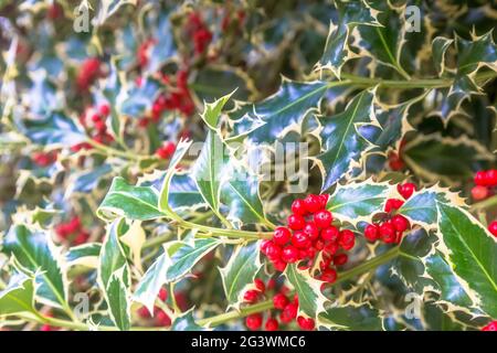 Holly bellt Hintergrund. Traditionelles Symbol für Weihnachten und Neujahr. Stockfoto