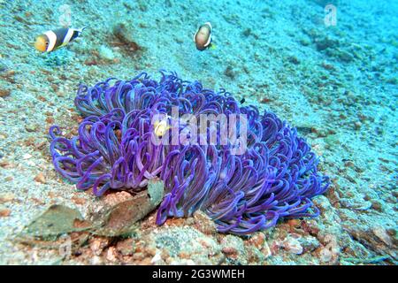 Anemonfische auf einem Korkenzieher Anemon (vermutlich Macrodactyla doreensis) Stockfoto