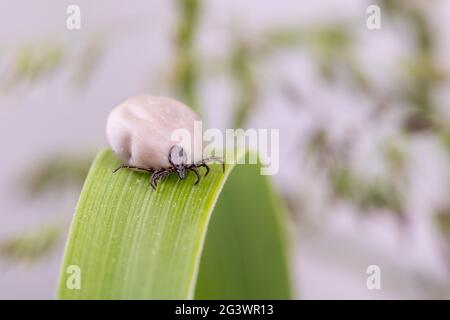 Zeckengefahr Insekt Stockfoto