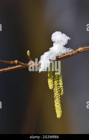 Hasel im Winter Stockfoto