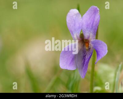 Duftende Veilchen Stockfoto