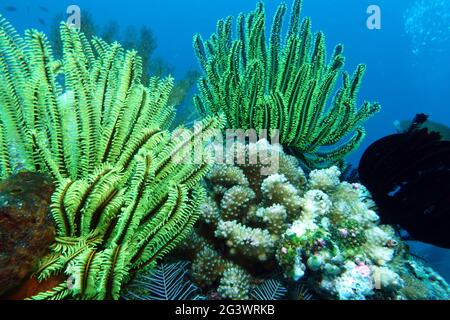 Crenoid oder Sea lilly am Korallenriff Stockfoto