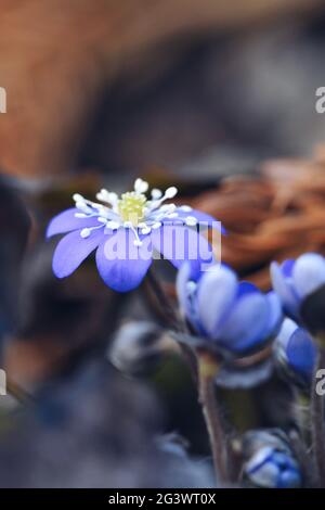 Nahaufnahme von blauen oder violetten Blüten im Frühling Stockfoto