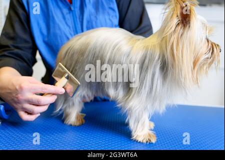 Hände der weiblichen Pflegerin beim Kämmen von Yorkshire Terrier im Hundepflegesalon. Stockfoto