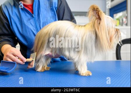 Hände der weiblichen Pflegerin beim Kämmen von Yorkshire Terrier im Hundepflegesalon. Stockfoto