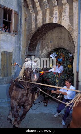 FRANKREICH. BOUCHES-DU-RHONE (13) DORF BOULBON. TRADITIONELLE ZELABRATION VON LA CARRETO RAMADO. KARRE AN ZWANZIG ODER DREISSIG PFERDE BEI VOLLEM GALOP TH GEPFERCHT Stockfoto