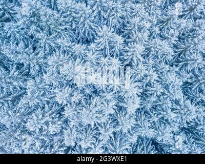 Luftaufnahme von oben nach unten von schönen Winterwald Baumkronen. Stockfoto
