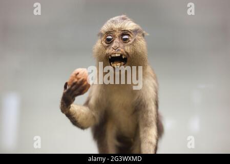 Coimbra, Portugal - 6. September 2019: Ausgestopfter Monaffe. Wissenschaftsmuseum der Universität von Coimbra Stockfoto