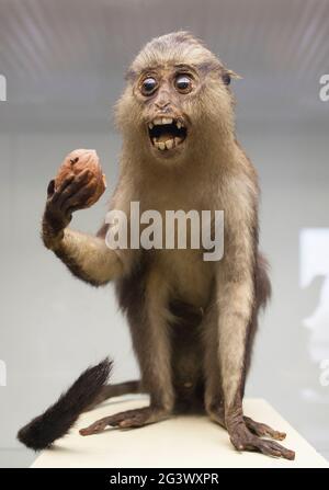 Coimbra, Portugal - 6. September 2019: Ausgestopfter Monaffe. Wissenschaftsmuseum der Universität von Coimbra Stockfoto