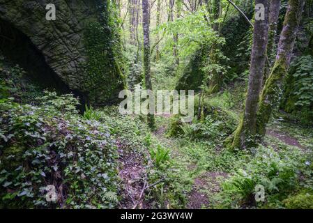 Dichter Eichenwald voller Efeu und Brambles zwischen Kalksteinfelsen in OS Grobos Becerrrea Galicia Stockfoto