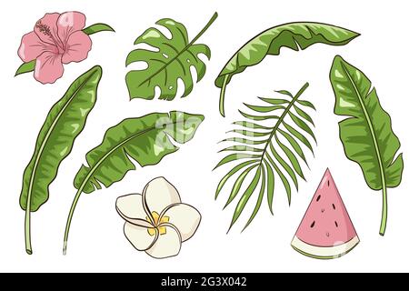 Banane, Palmen und Monstera Dschungelblätter, Hibiskus und Plumeria Blumen, Wassermelonenscheibe, Natur tropisch dekoratives Set. Botanische Elemente für Logo, Kosmetik, Spa, Kosmetikprodukte, , Embleme, Aufkleber und Drucke Stock Vektor