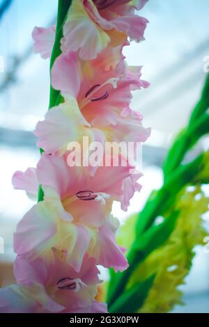 Schöne Gladiolusblume auf Blumenausstellung. Isolierte helle Auswahl Gartenpflanze. Dekorative Blumen. Nahaufnahme. Hochwertige Fotos Stockfoto