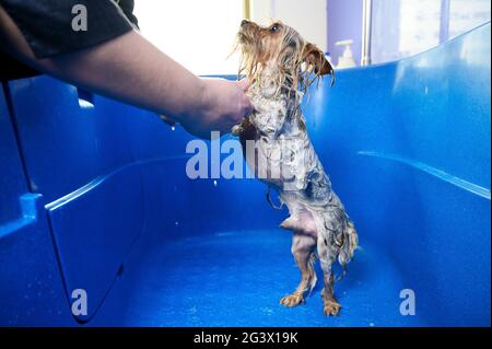 Professionelle Tierpflege Waschen Yorkshire Terrier mit Shampoo im Tierpflege Salon. Stockfoto