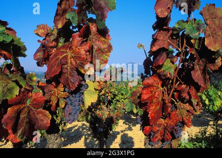 FRANKREICH. VAUCLUSE (84) BERG VENTOUX VON EINEM A.O.C COTES DU RHONE WEINBERG IN DER NÄHE VON GIGONDAS DORF IM HERBST, PROVENCE, FRANKREICH Stockfoto