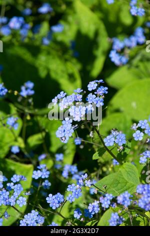 Leuchtend blaue Blüten von Brunnera macrophylla, auch bekannt als große Vergissmeinnicht-Nahaufnahme Stockfoto