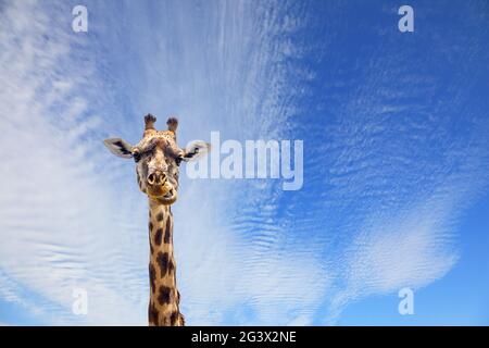 Giraffe mit schöner gepunkteter Haut. Hochformat Stockfoto