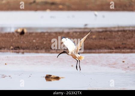 Bird African Sacred Ibis, Äthiopien Safari Tierwelt Stockfoto